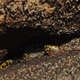 A Green salamander hides in a crevice in a rock outcrop in Wise County, Virginia. (Courtesy of Walter H. Smith, the University of Virginia)